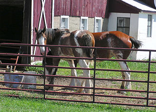 Baby_clydesdales.jpg
