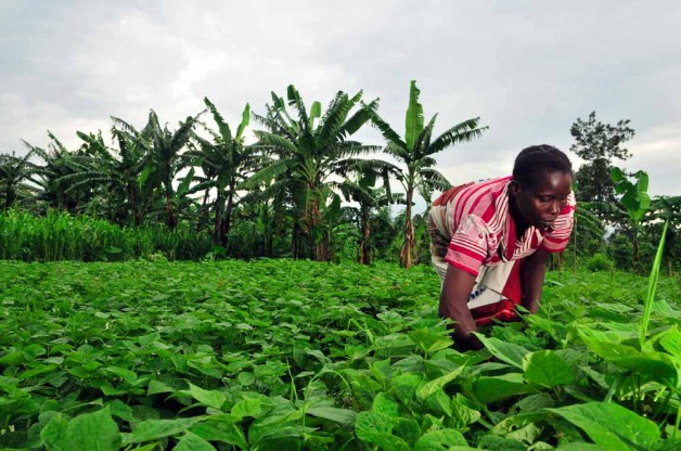 Congo_-_DRC_farmer.jpg
