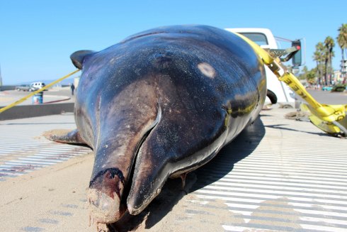 Sea_Monster_California.jpg