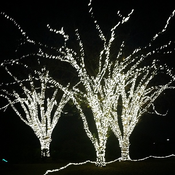 gardenlights10