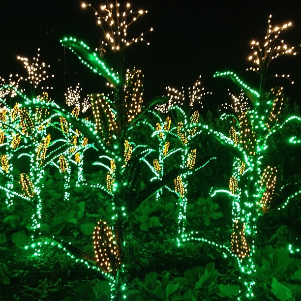 gardenlights14