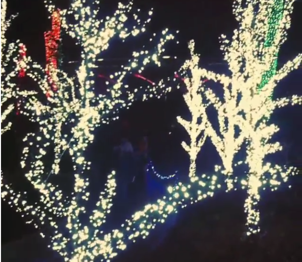 gardenlights5