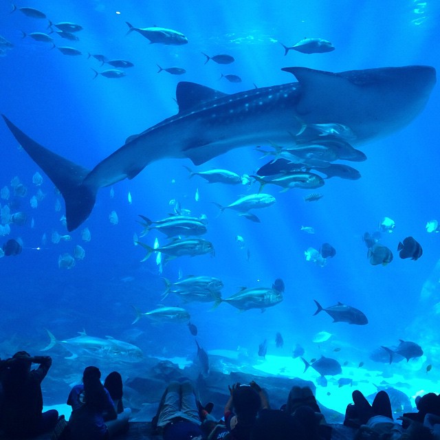 georgia aquarium
