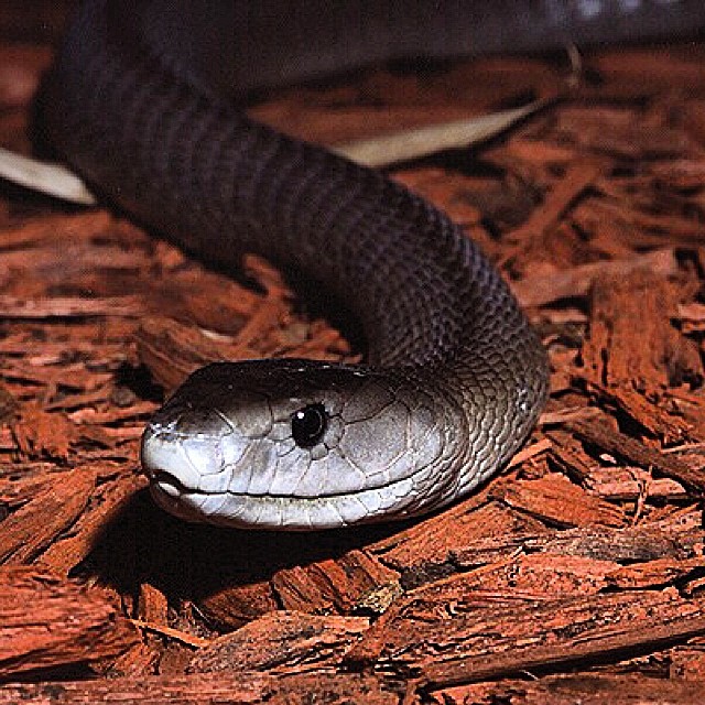 A black mamba snake. 