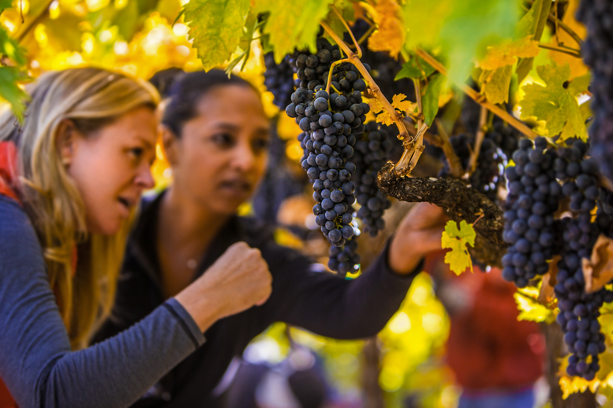 Delta Partners with Brown Estate, Napa’s First and Only Blackowned